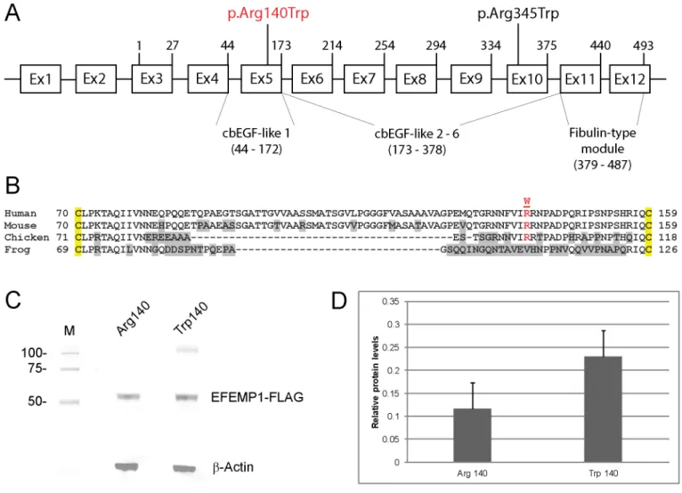 Fig 3. EFEMP1 gene structure and transient expression. (A) Schematic of exon organization and protein domains