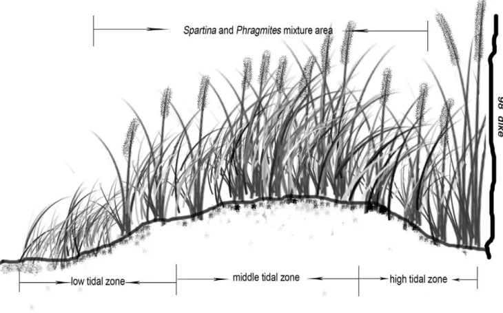 Figure 2. The distribution of P. australis and S. alterniflora in the research area along the environmental gradient.