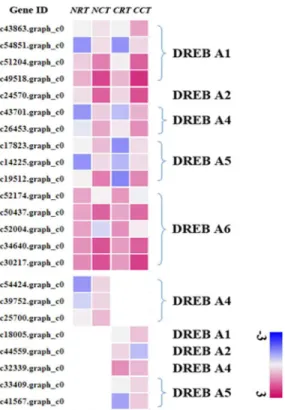 Fig 2. Expression level of TFs belonged to DREB family in four libraries. Color bins represent Log 10 FPKM of a gene.