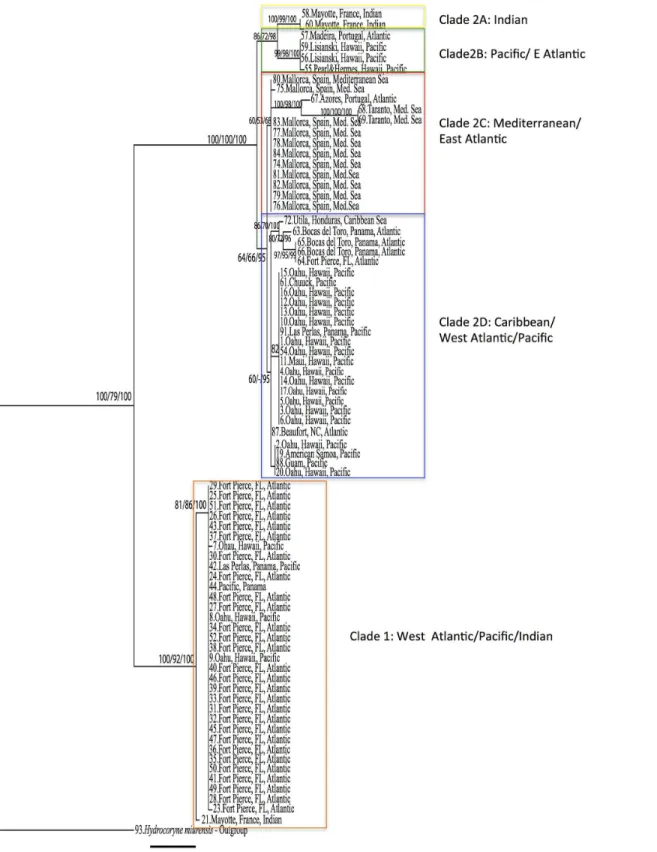 Fig 2. Maximum Likelihood phylogenetic hypothesis based on a 611bp fragment of the mitochondria gene 16S