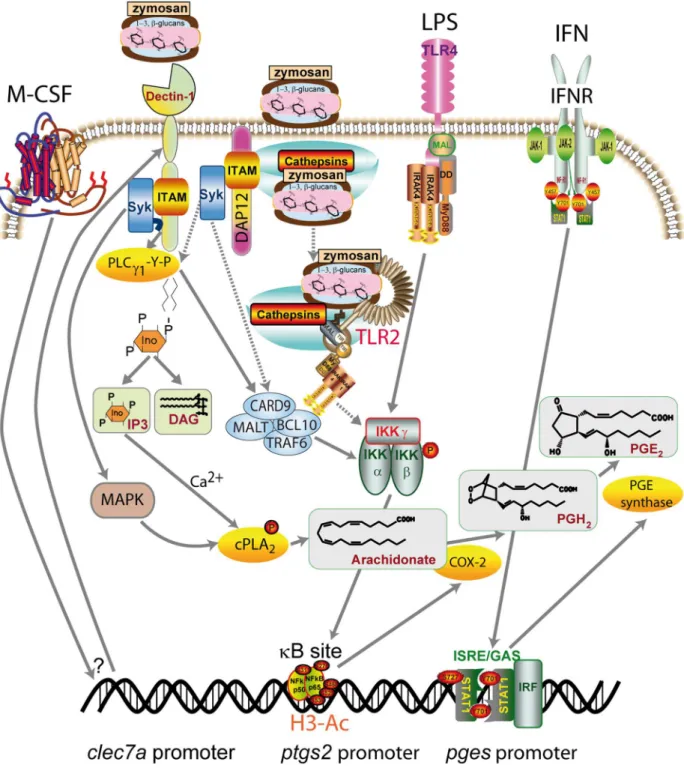Figure 10. Proposed mechanisms involved in zymosan uptake and signaling in human macrophages