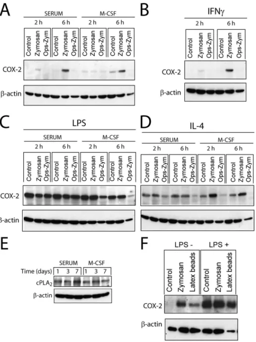 Table 2. Eicosanoid release by macrophages.