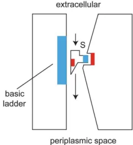 Figure 7. Schematic model of transport mediated by OccD1.