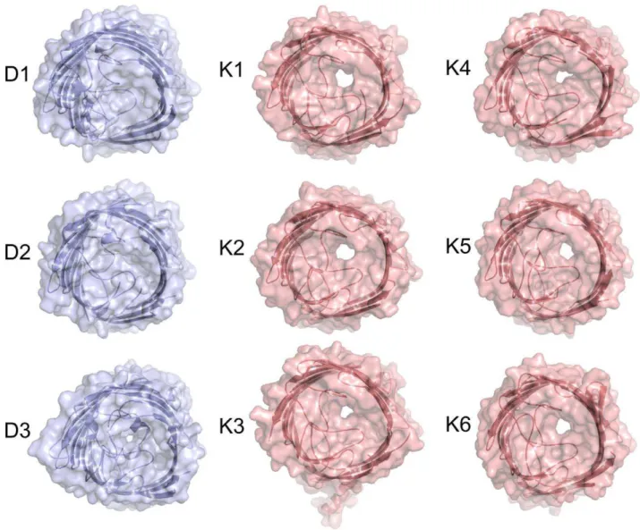 Figure 1. Crystal structures of Occ channels show a wide variety in pore sizes. Transparent surface representations from the extracellular side for OccD1–D3 (blue) and OccK1–K6 (salmon)
