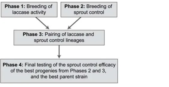 Fig 1. The Breeding Process of the Study.
