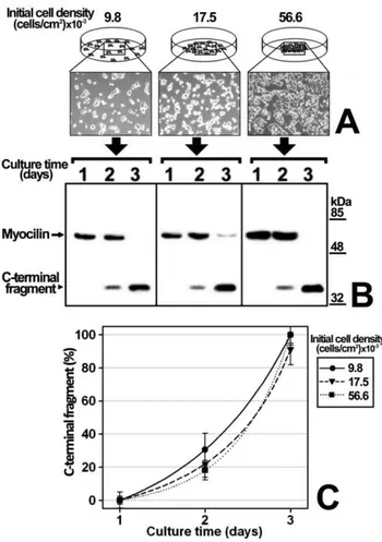 Figure 2. Influence of initial cell density in myocilin proteolytic processing. (A) HEK-293T cells (400000 cells/plate) were seeded in different areas of cell plates using circular frames to obtain the indicated cell densities