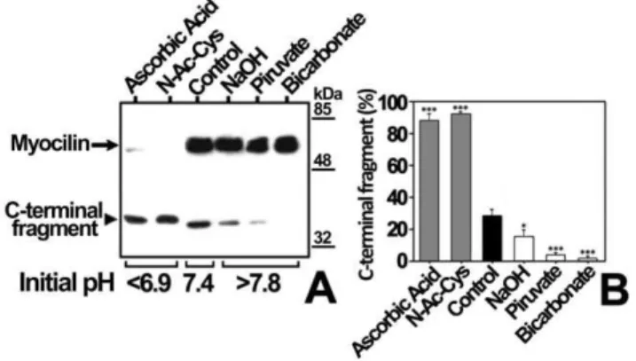 Figure 5. Effect of pH on myocilin proteolytic processing in bicarbonate-buffered medium
