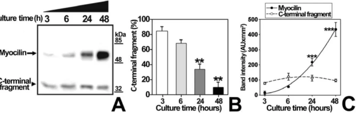 Figure 8. Effect of carbonic anhydrase inhibition on myocilin proteolytic processing. (A) HEK-293T cells (500000 cells/plate) were transfected with a cDNA construct encoding myocilin-myc