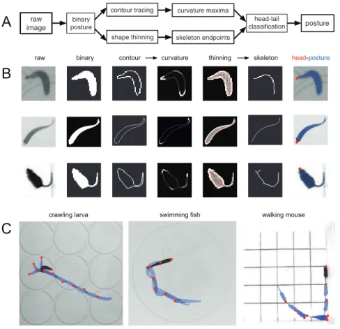 Figure 3. Postures in motion. (A) Flow chart of the sequential image processing steps to obtain high-resolution trajectories of animal postures