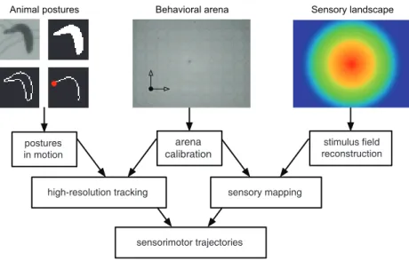 Figure 5. Drosophila larval orientation in odor, temperature and light gradients. Top: stimulus landscape overlaid with one representative head-and-tail trajectory for every sensory modality
