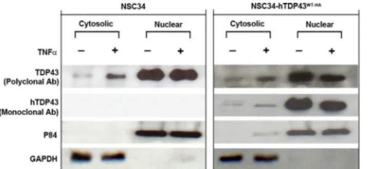 Fig 7. TNF-α increases cytoplasmic localization of TDP-43 in NSC-34 cells. Non-transfected NSC-34 cells and hTDP-43WT-HA stably-transfected NSC-34 cells were treated with recombinant TNF-α at a concentration of 10 ng/mL for 6h