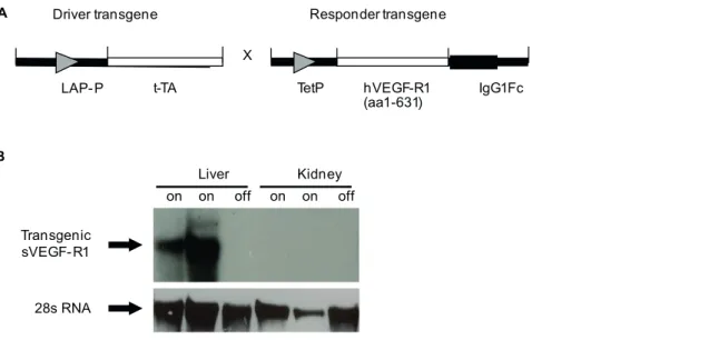 Figure 2. sVEGF-R1 expression in the adult liver causes closure of sinusoidal fenestrations
