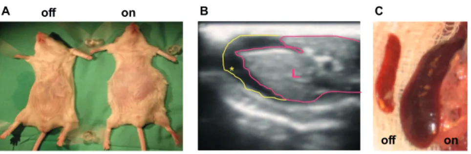 Figure 6. Liver phenotype is reversible upon relieving sVEGF-R1. One week after sVEGF-R1 shut off (onRoff) (a) Quantification of the percent of fenestrations’ surface area in the sinusoids