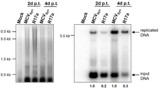Figure 5. R17a replication in PFSK-1 cells. 2 mg low molecular weight DNA from PFSK-1 cells transfected with MCVSyn or R17a viral DNA was EcoRI and DpnI digested and separated on an agarose gel, followed by EtBr staining (left panel)