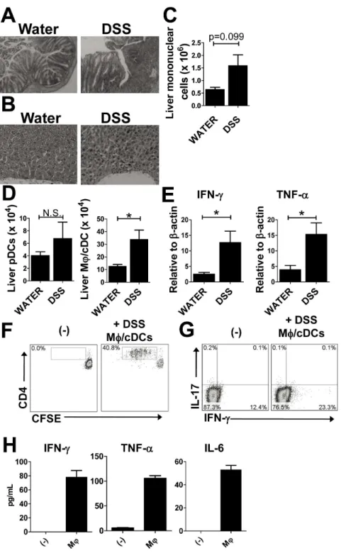 Figure 5. Accumulation of liver macrophages in acute colitis models. (A) H&amp;E specimens of the colon taken from mice treated with water (left) or 2% DSS (right)