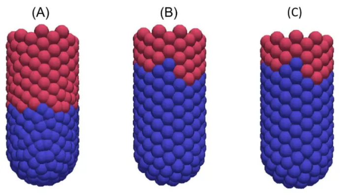 Figure 8.  Snapshots of the 3D crypt model following elimination of cell division.  (A) At 0 hours, (B) 12 hours later, (C) 24 hours later.