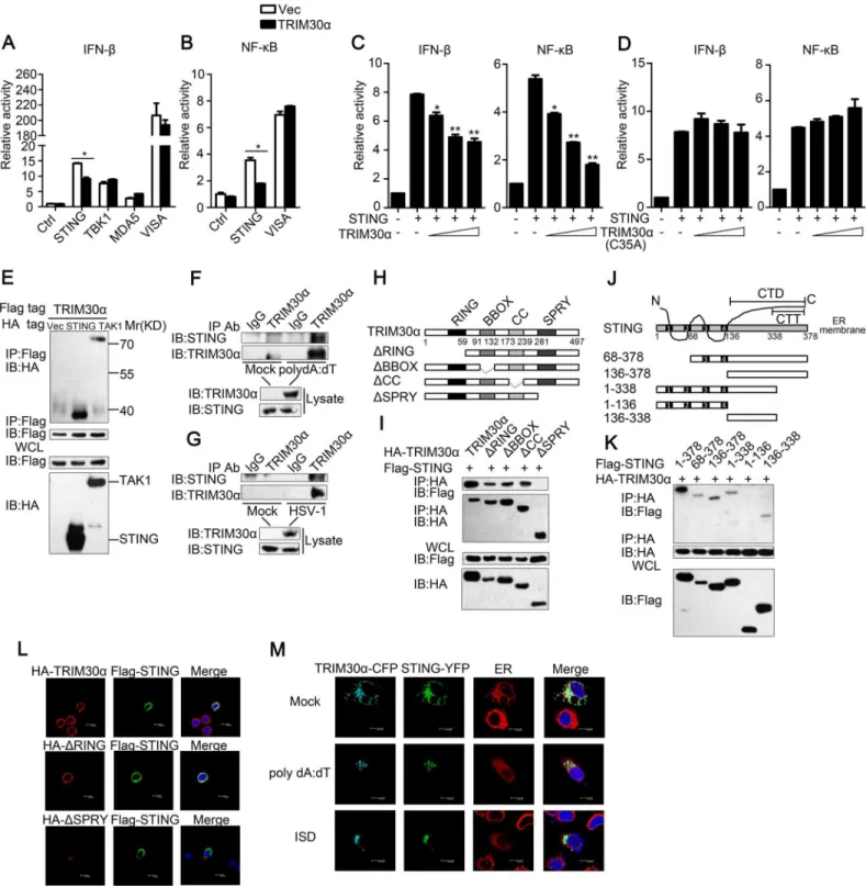 Fig 5. TRIM30α interacts with STING. (A) Luciferase activity of MEF cells transfected with the IFN-β luciferase reporter, together with STING, TBK1, MDA5 or VISA, and the empty vector (Vec) or the TRIM30α plasmid