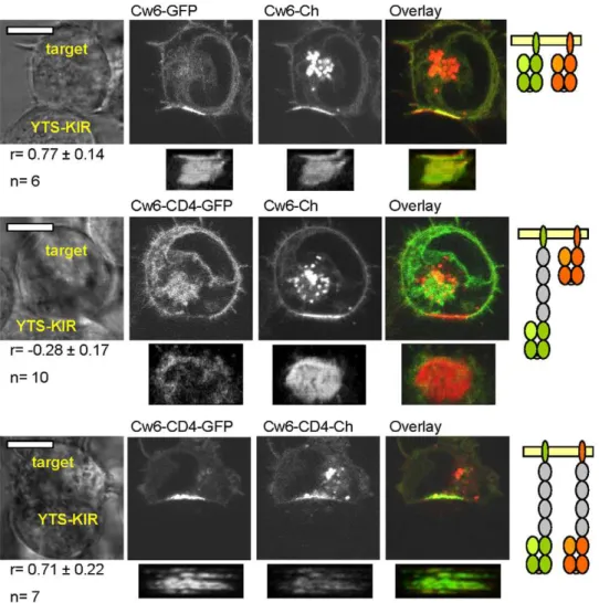 Figure 5. Size differences drive segregation of different length variants of HLA-Cw6 within immune synapses