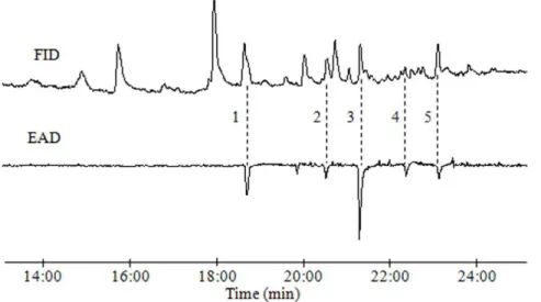 Figure 1. Simultaneously recorded responses from flame ionization detector (FID, top) and electroantennographic detection (EAD, bottom; sensing element: male D