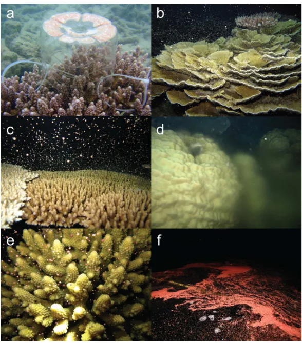 Figure 1 Multi species coral spawning in Pulau Tioman. Images of coral spawning in Pulau Tioman showing: (A) a gamete trap containing egg-sperm bundles on Acropora digitifera, (B) spawning of Montipora sp