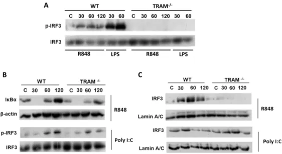 Figure 5. TLR7 mediated association of TRAM with MyD88. HEK293-TLR7 cells were seeded into a 6-well plate at a density of 1.4610 6 cells/
