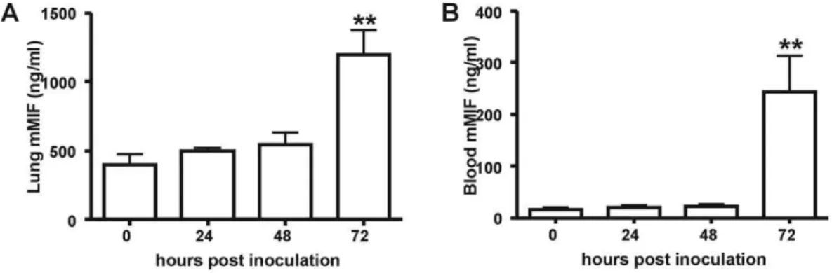 Figure 2. Increased MIF concentrations during experimental melioidosis in mice. Pulmonary MIF expression was strongly increased 72 hours after intranasal inoculation with B