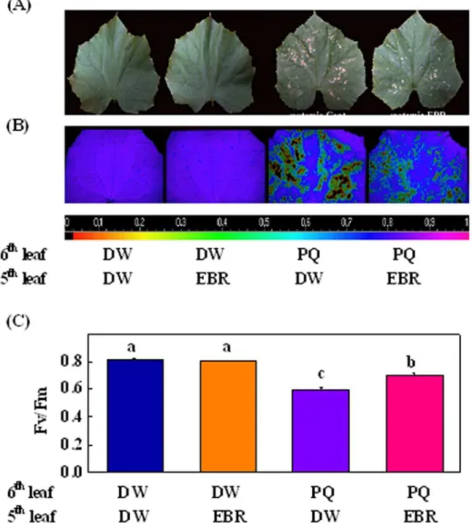 Figure 1. EBR induced systemic stress tolerance in cucumber plants. (A) The 5 th leaf of cucumber seedlings corresponding to the local treated leaf at the seven-leaf stage was pretreated with distilled water (DW) or 0.2 mM EBR; 24 h later the upper leaf (6