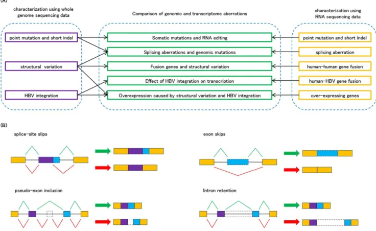 Fig. 1. The outline of theRNA-Seq study integrated with whole genome sequencing. (A) First, we detected various types of genomic and transcriptomic changes from RNA-Seq data of 22 HCCs
