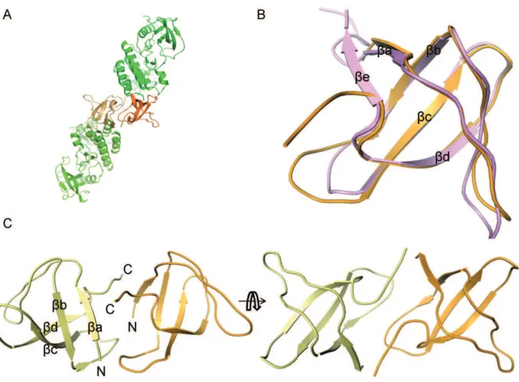 Figure 8. SH3 domain mediated dimer of the Ack1. (A) The kinase domains are highlighted in green and the SH3 domain in orange