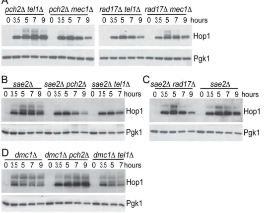 Figure 4. Hop1 phosphorylation in various mutants. (A–D) Hop1 phosphorylation was analyzed in indicated strains using a-Hop1 antibody similar to Figure 2A.