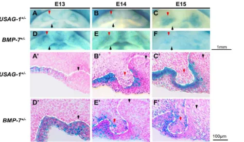 Figure 1. BMP-7 co-localization with USAG-1 in the mesenchymal and epithelial cells of maxillary rudimentary incisor