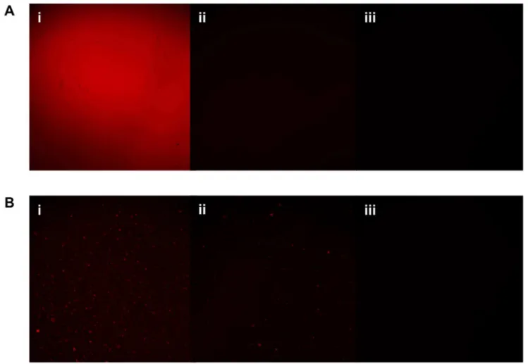 Figure 2. CLSM fluorescence micrographs of (A) TPP-HDPE at (i) 0.40%, (ii) 0.05%, (iii) 0% TPP (control) and of (B) TMPyP-HDPE at (i) 0.40%, (ii) 0.05%, (iii) 0% TMPyP (control)