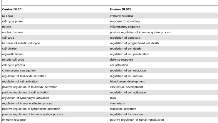 Table 1. Top 20 Gene Ontology (BP) Enrichment in the differentially expressed probesets in canine DLBCL and human DLBCL (ranking based on FDR in the DAVID functional annotation chart).