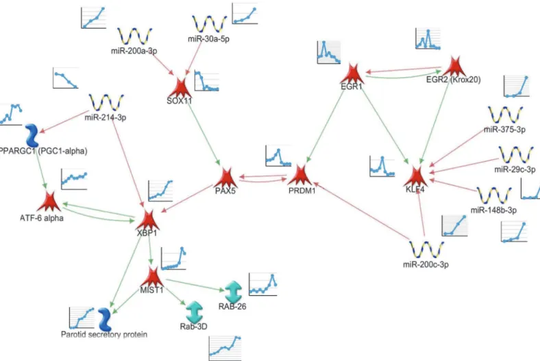 Fig 6. Regulatory Network Driving Markers of Acinar Cell Differentiation. Genes and miRNAs were analyzed for either consistent or inverse expression changes during the time points measured