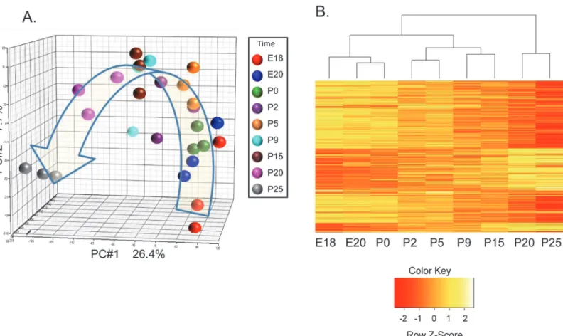 Fig 1. Hierarchical Clustering Divides Parotid Acinar Cell Differentiation into Stages