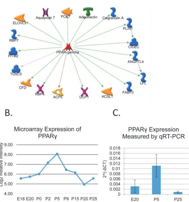 Fig 2). This cluster is highly enriched in genes involved in adipocyte differentiation and lipid metabolism, and includes transcription factor Pparg (S5 Table)