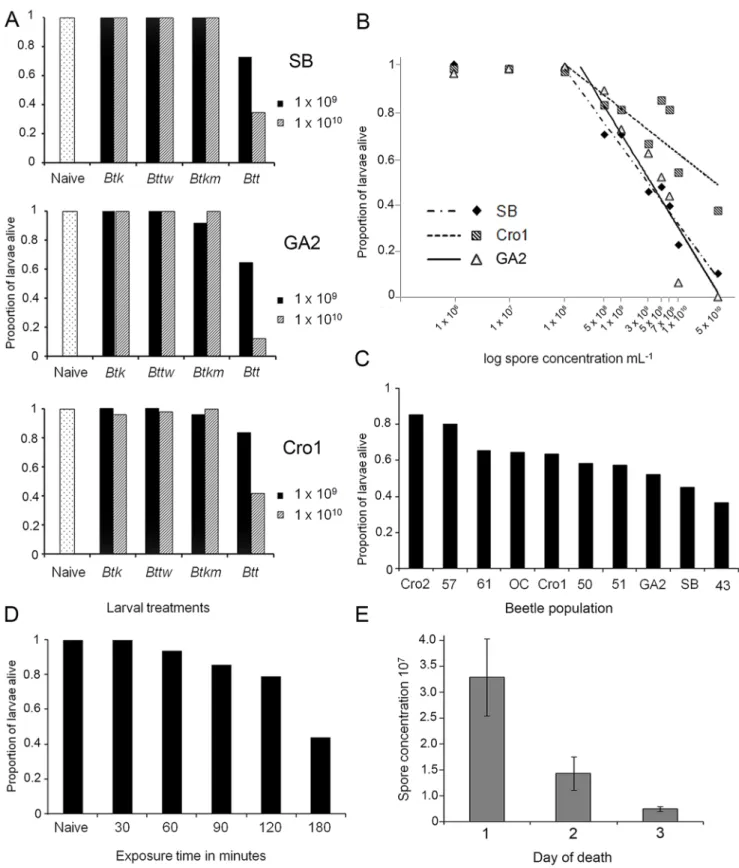 Figure 1. Infection of T. castaneum with B. thuringiensis . (A) Insecticidal activity of different Bt strains to T