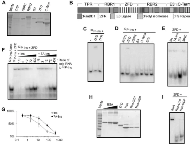 Figure 4. The RanBP2 zinc fingers directly interact with ALREX-elements. (A) Various His-tagged (TPR, tricopeptide repeat region; RBR1/2, ran binding domain-containing regions 1/2; C-Term, carboxy-terminal domain) or GST-tagged (E3, E3 SUMO ligase domain) 