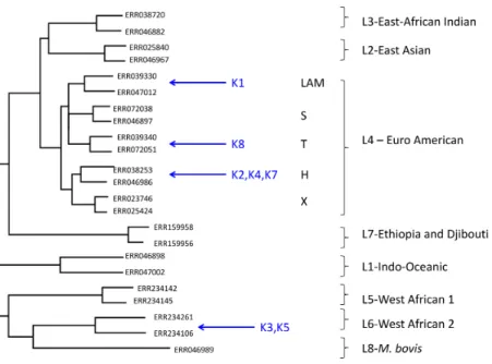 Figure 1 Maximum likelihood tree showing placement of mycobacterial metagenome-derived genomes amongst the major lineages and clades within the M