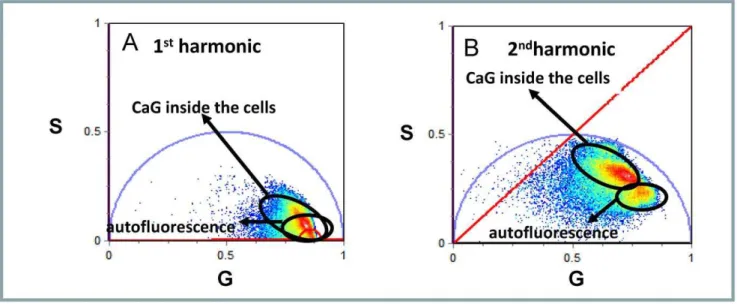 Figure 2. Separation of auto fluorescence from CaG-1 signal in RRBC. Phasor representation of FLIM images acquired on RRBC incubated with and without CaG-1