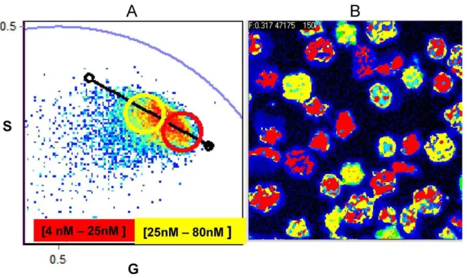 Figure 4. Calcium concentration on RRBC without stimulus. Phasor representation of FLIM data (A) and intensity image (B) of RRBC labeled with CaG-1 at 37uC