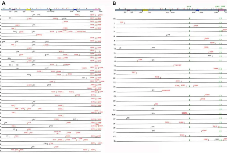 Fig 3. Position of the mutations found in the individual clones. In each panel, the dCK protein is represented (top of the drawing) as a pale blue box with the main structural motifs given in color (the first and last aminoacid of each motif is given below