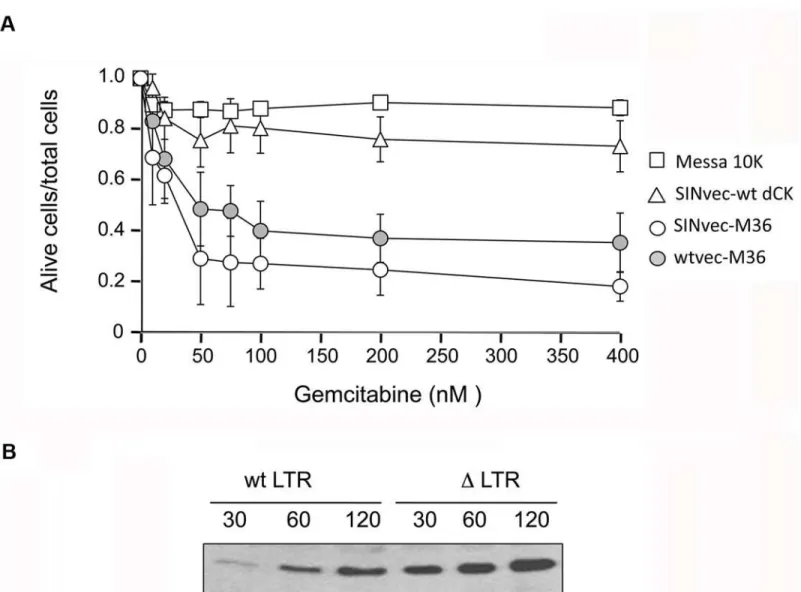 Fig 5. Use of a self-inactivating (SIN) LTR sequence. Panel A, sensitivity of cells harbouring a proviral DNA carrying SIN LTR and expressing M36 (white circles); of cells harbouring a proviral DNA carrying wt LTR and expressing M36 (grey circles, the data
