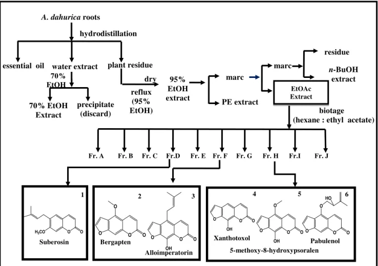 Figure 2. Flow chart for isolation of active compounds. 