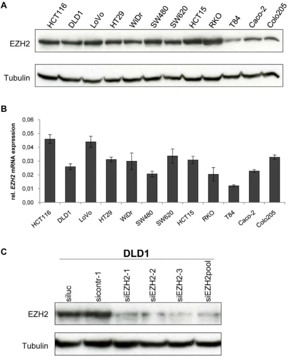 Figure 1. EZH2 expression in colon cancer cell lines. A Immunoblot analysis of EZH2 protein expression