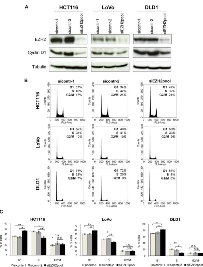 Figure 2. EZH2 depletion leads to cell cycle arrest of colon cancer cell lines. A Immunoblot analyses of HCT116, DLD1, and LoVo cells showing efficient downregulation of EZH2 expression by RNAi