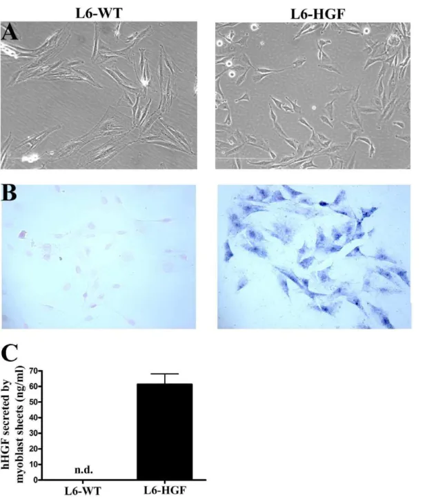 Figure 1. Characterization of hHGF transfection. (A) Phase contrast images representing morphology of wild type (L6-WT) or hHGF-expressing (L6-HGF) rat L6 myoblasts (B)