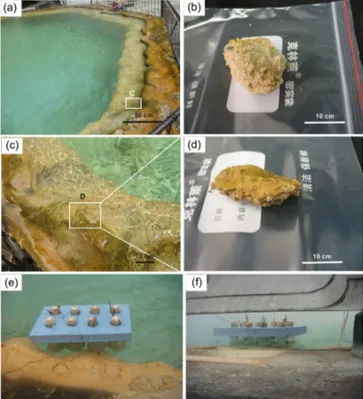 Figure 1. The Gongxiaoshe hot spring, located in the Ruidian geothermal area. (a) A full view of the spring; (b) bottom sediments of the hot spring, designated BS; (c) an enlarged view of the white box from Fig