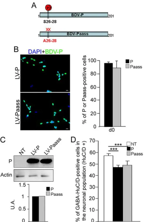Fig 6. The S26/28 phosphorylation site is not necessary for bdv-p-induced reduction in GABAergic neurogenesis