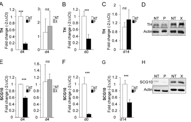 Fig 8. bdv-p alters the expression of TH and Scg10/Stathmin2. bdv-p- and bdv-x-expressing- hNPCs and their matched NT controls were induced to differentiate for 0, 4 or 14 days before RNA and protein analyses